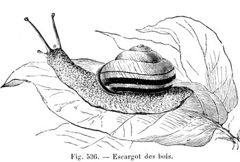 Snail of wood - reproduction © Norbert Pousseur