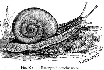 Snail with black mouth - reproduction © Norbert Pousseur