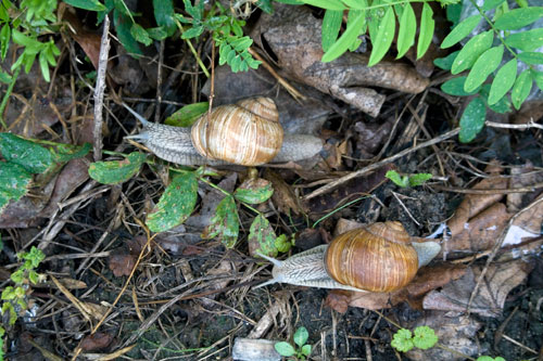 Snails side by side - © Norbert Pousseur
